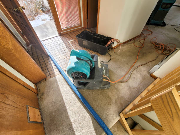 Best Mold removal after water damage  in New Haven, CT